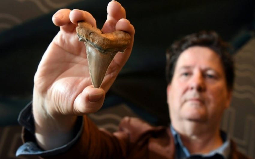 На пляже Австралии обнаружены зубы жившей 25 млн лет назад гигантской акулы - ФОТО
