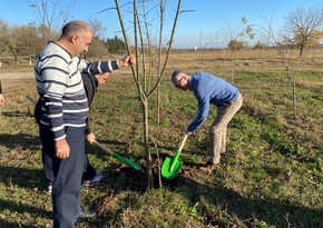 Посол Великобритании посадил деревья в Гяндже