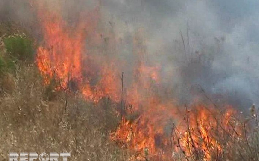 В лесной полосе в южном регионе Азербайджана произошел пожар