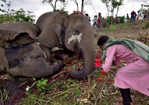 Около 600 слонов погибли в Индии из-за ударов током