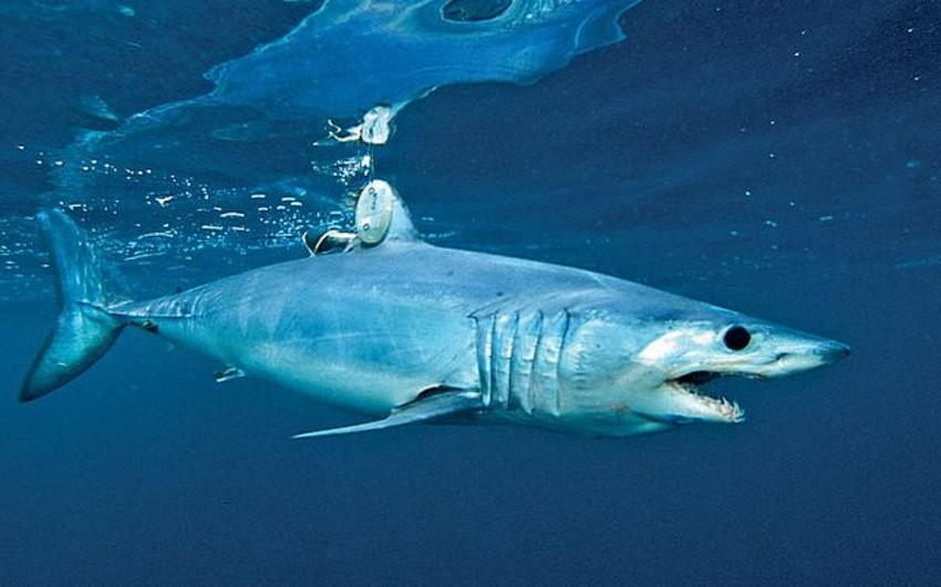 Ученые раскрыли секрет скорости акул-убийц