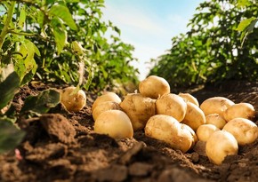 Россия может ограничить импорт картофеля из Азербайджана