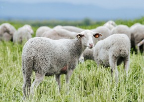 Azerbaijan buys purebred sheep from Europe