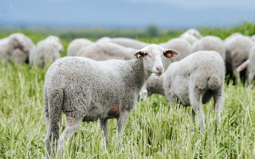 Azerbaijan buys purebred sheep from Europe
