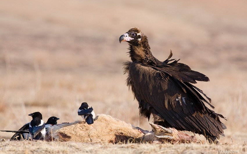 ​В Армении исчезают редкие виды птиц