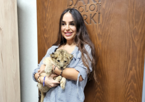 В Бакинском зоопарке родился львенок
