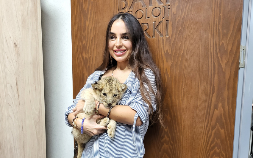 Baku Zoo welcomes baby lion cub