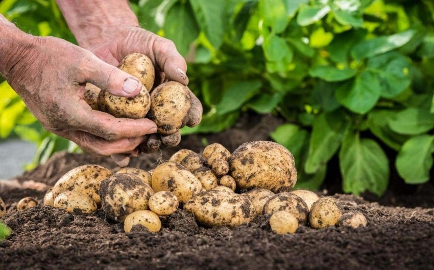 В Азербайджане при поддержке FAO созданы новые сорта картофеля 