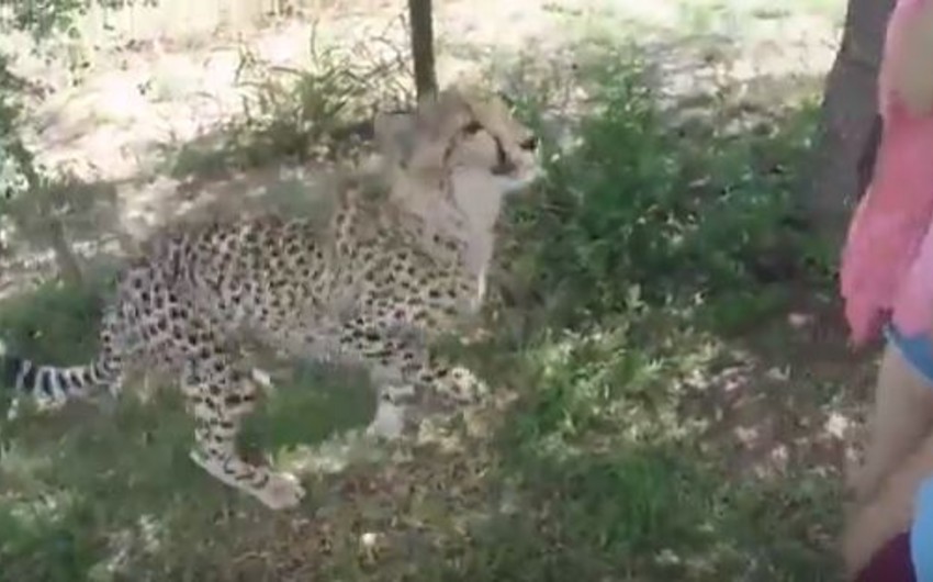 CAR-da gepard turistə hücum edib - VİDEO