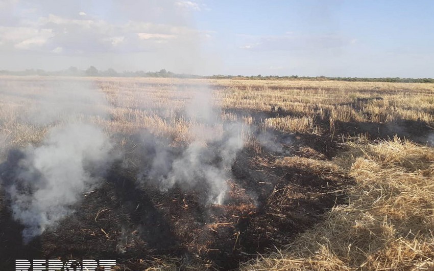 В Кюрдемире загорелось скошенное зерновое поле - ФОТО - ВИДЕО