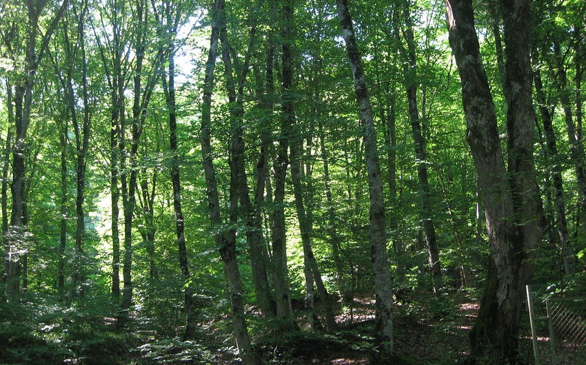 Лесной покров в Азербайджане увеличился