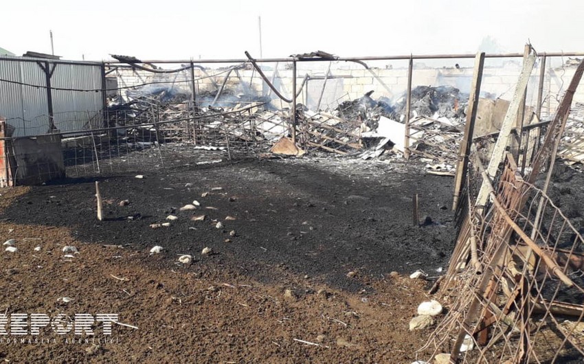 В частном хозяйстве в Кюрдемире произошел пожар, погибли 6 поголовий скота - ФОТО - ВИДЕО
