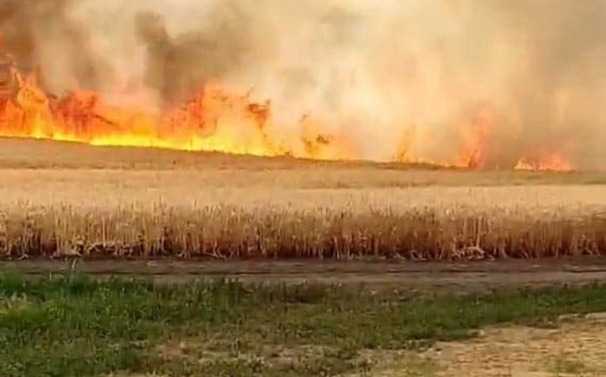 В результате артобстрела ВС РФ сожжено еще 100 га зерновых полей в Украине