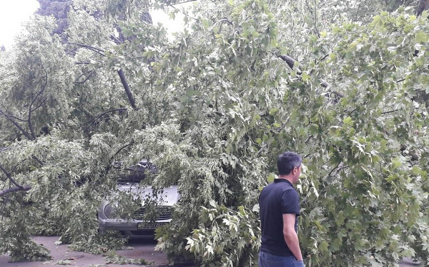 Güclü külək Bakının 6 rayonunda ağacları qırıb - FOTO