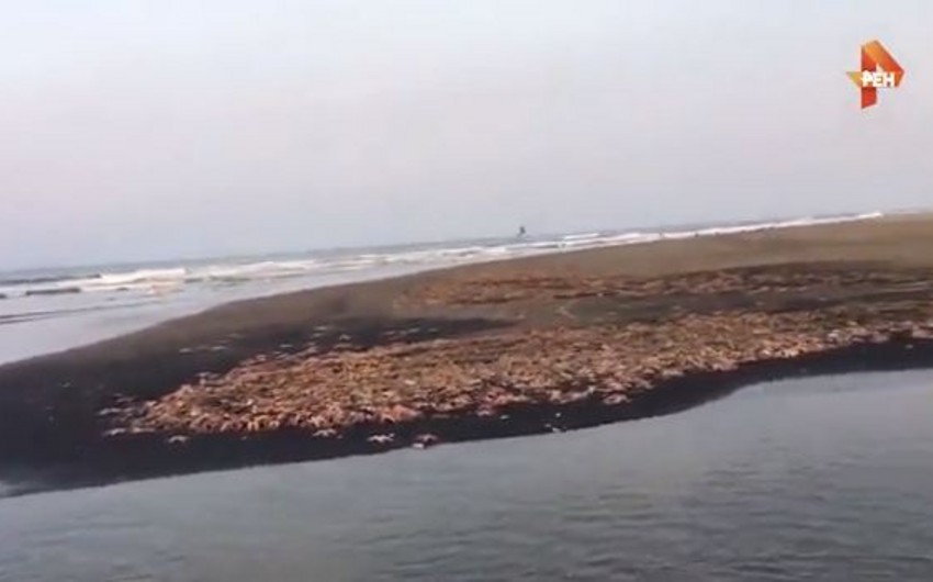 Saxalin sahillərində minlərlə dəniz ulduzu tələf olub - VİDEO