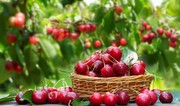 Azerbaijan resumes cherry exports to UAE