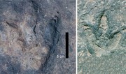 Matching dinosaur footprints found on opposite sides of Atlantic Ocean