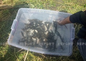 Füzulidə su anbarına balıqlar buraxıldı