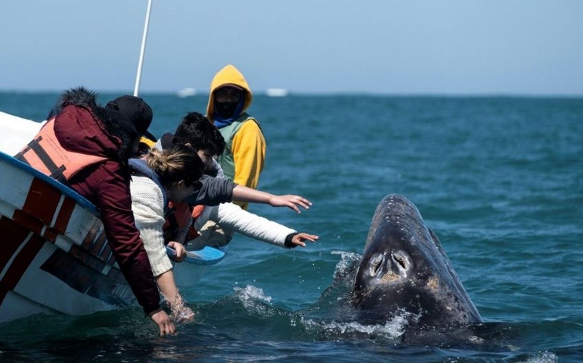 На берег Калифорнии за девять дней выбросило четырех погибших китов