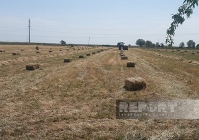 Biləsuvarda yonca bağlamaları bahalaşıb