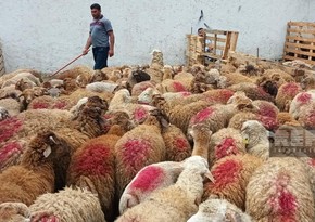 В Азербайджане названо количество мест продажи и убоя животных в дни Гурбан-байрам