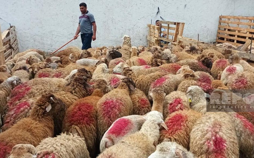 В Азербайджане названо количество мест продажи и убоя животных в дни Гурбан-байрам