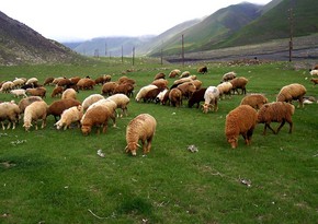 Rumıniyada zoopark fermasında taun xəstəliyi aşkar edilib