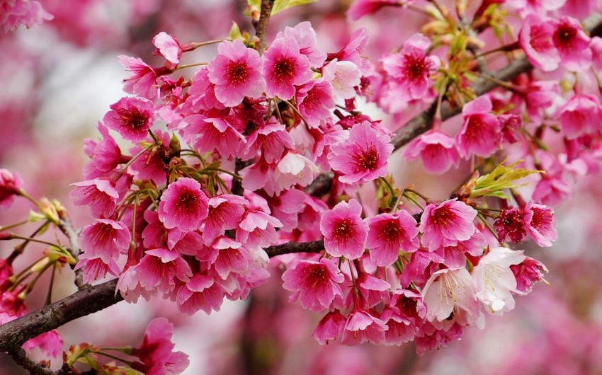 Сезон цветения сакуры может принести экономике Японии 4,7 млрд долларов |  Report.az