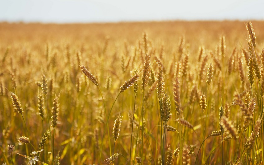 FAO: “2023-cü ildə buğda istehsalı üzrə ikinci ən yüksək tarixi göstərici olacağı gözlənilir”