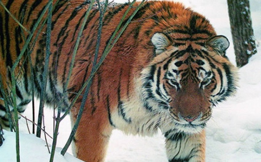 ​В Хабаровском крае охотник вышел живым из схватки с тигром