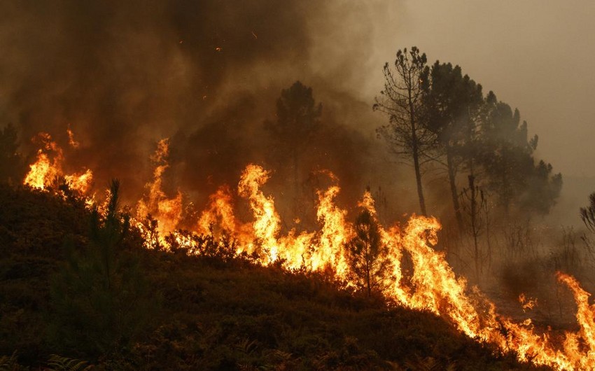 At least 46 reported dead in Chile as forest fires move into densely populated central areas