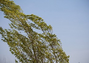 Strong wind expected in Baku tomorrow