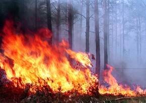 Общая площадь лесных пожаров в глобальном масштабе выросла втрое за 10 лет