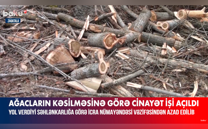 Zaqatalada ağacların qanunsuz kəsilməsi ilə bağlı cinayət işi açılıb, vəzifəli şəxs işdən azad edilib