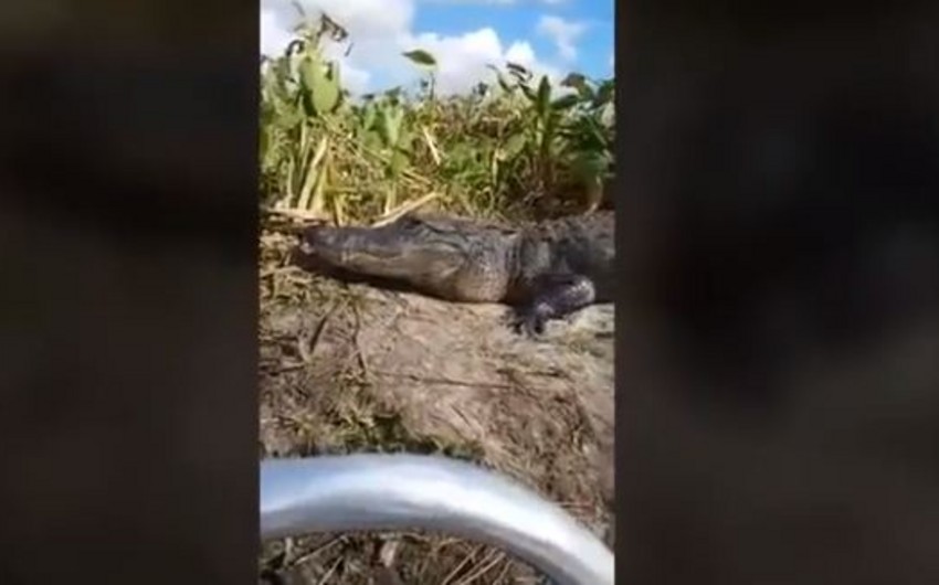 В США аллигатор запрыгнул в лодку с туристами - ВИДЕО