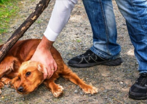 Azerbaijan parliament approves increased fines for animal cruelty