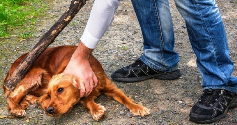 Azerbaijan parliament approves increased fines for animal cruelty