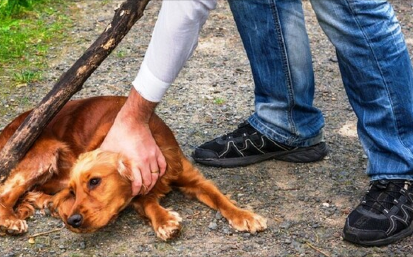 Azerbaijan parliament approves increased fines for animal cruelty