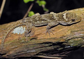 Биологи обнаружили новый вид гекконов на островах Бразерс