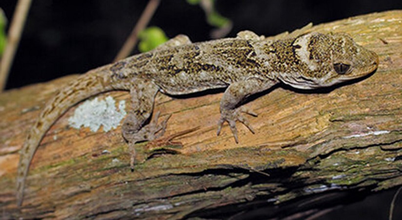 New Zealand biologists discover new species of gecko in Brothers ...