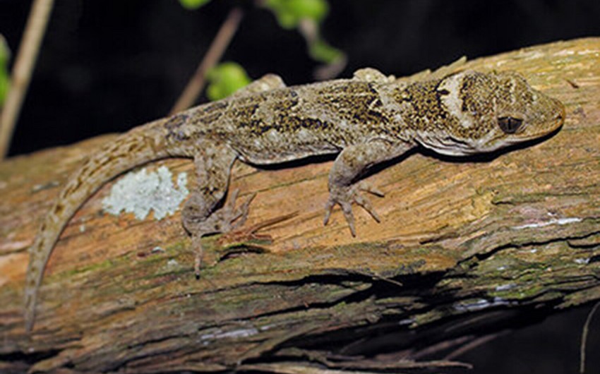 New Zealand biologists discover new species of gecko in Brothers Islands