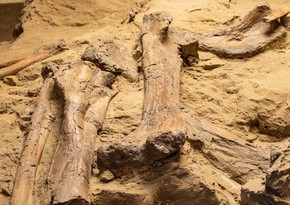 Oldest fossil remains of dinosaur found in India