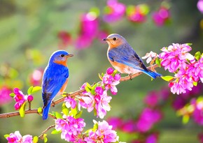 Incoming of spring in Azerbaijan this year declared