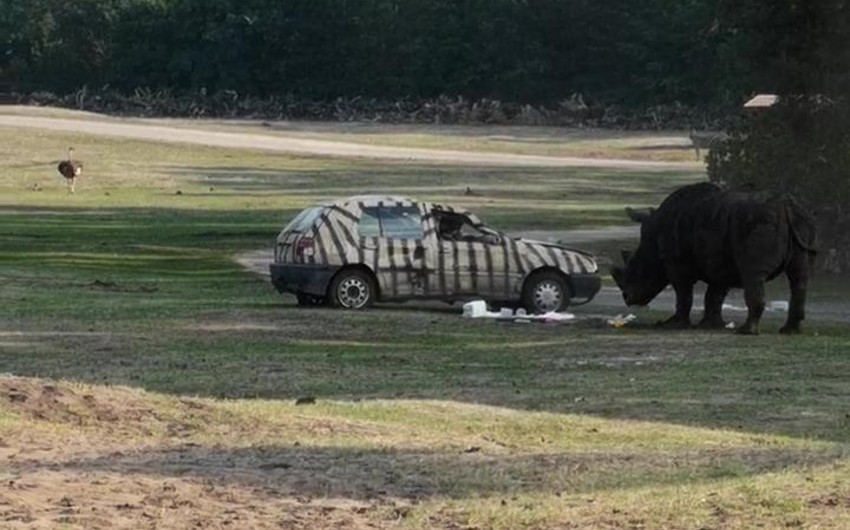 В Германии носорог атаковал и опрокинул в природном парке машину сотрудницы - ВИДЕО