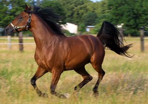 Azerbaijan to start sale of Karabakh horses