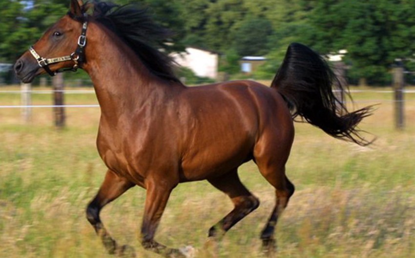 В Гобустане начнется продажа карабахских лошадей