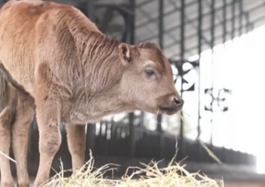 China confirms first successful cloning of endangered cattle breeds