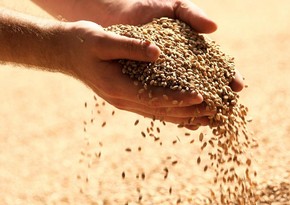 Азербайджан импортировал из Саратовской области России 243 тыс. тонн пшеницы и ячменя