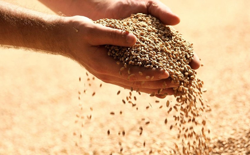 В Газахе в этом году зерновыми засеяно 11 445 га