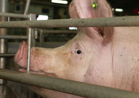 В Красноярском крае введен режим ЧС из-за вспышки африканской чумы свиней